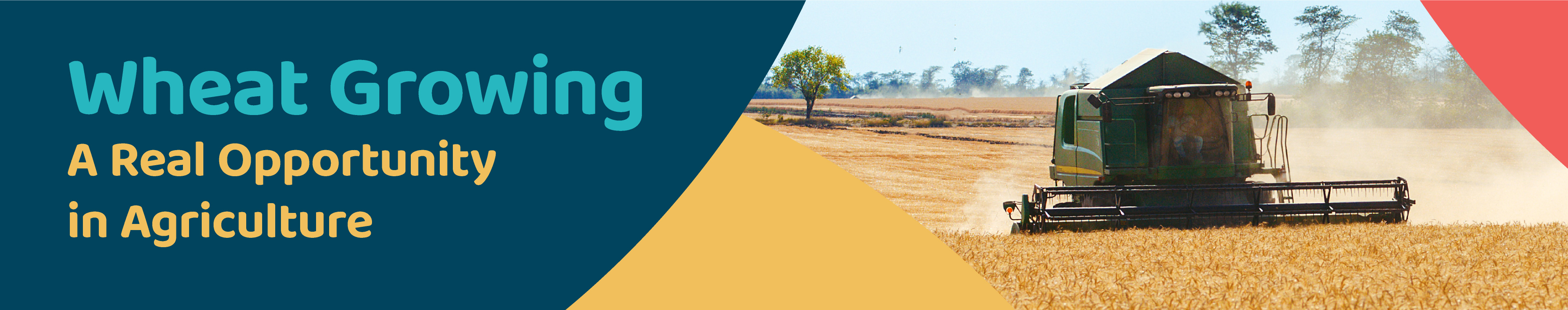 Considering Crops? Consider Wheat Growing