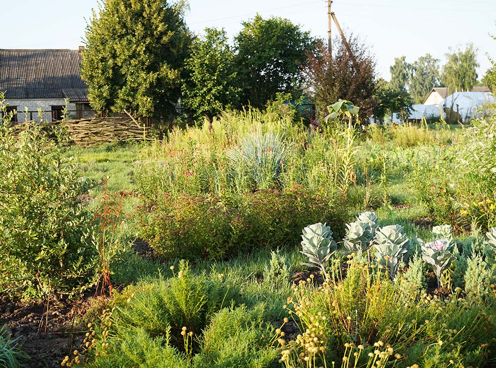 Permaculture Systems (PDC)