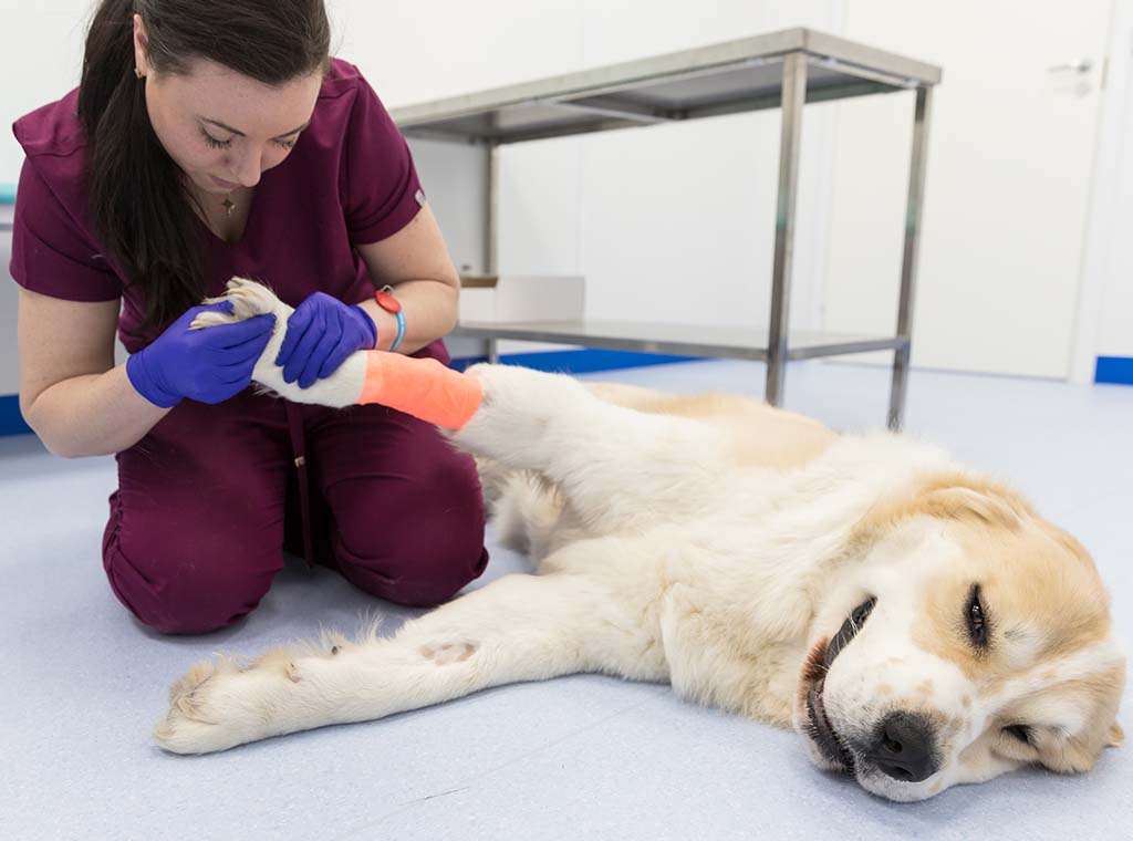 Advanced Certificate in Applied Animal Science