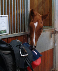 equine studies.