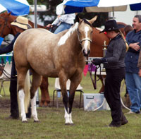 horse care courses.